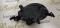 FATA COMPLETA FIAT 600E MODEL 2024-2025